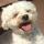 What to Do With Your Dog When You Travel